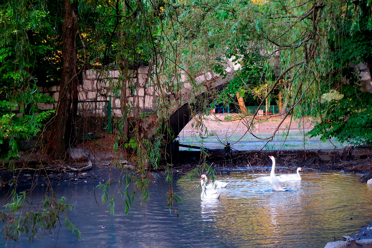 Лебеди и сейчас там плавают. Фото сделано в 2016 году